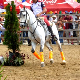 Fun Captioning Animals