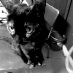 I Met a Cat. I Named Him Myshkin.