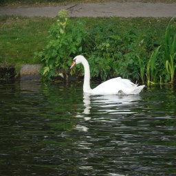 Swans are A-holes